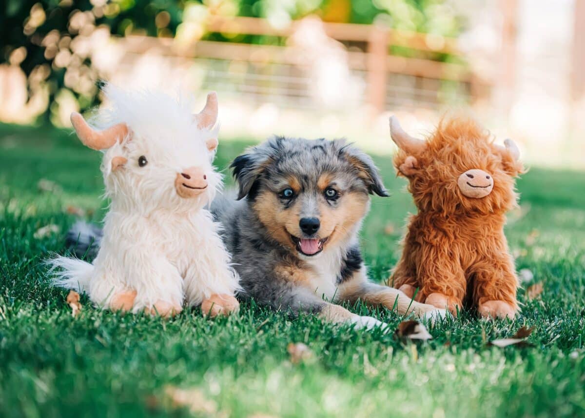 Highland Cow Dog Toy 8" - Image 3