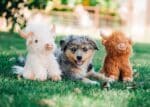 Highland Cow Dog Toy 8" - Image 3