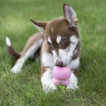 KONG Easy Treat Puppy - Image 3