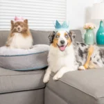 Party Crown with SnugFit® - Image 12