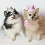 Party Crown with SnugFit® - Image 7