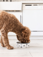 Medium Gray Pattern Dog Bowl - Image 2
