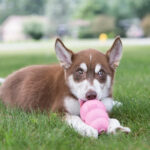 KONG® Puppy Pink - Image 2