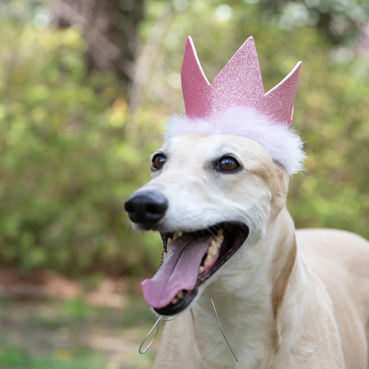 Party Crown with SnugFit® - Image 9