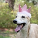 Party Crown with SnugFit® - Image 9