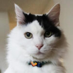 Safe Cat® Heartbreaker Adjustable Cat Collar with Breakaway Heart Buckle, 3/8" x 8-12" - Image 4