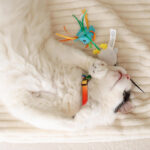 Safe Cat® Heartbreaker Adjustable Cat Collar with Breakaway Heart Buckle, 3/8" x 8-12" - Image 2