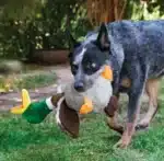 Kong® Shakers™ Honkers Duck Dog Plush Toy Small - Image 3