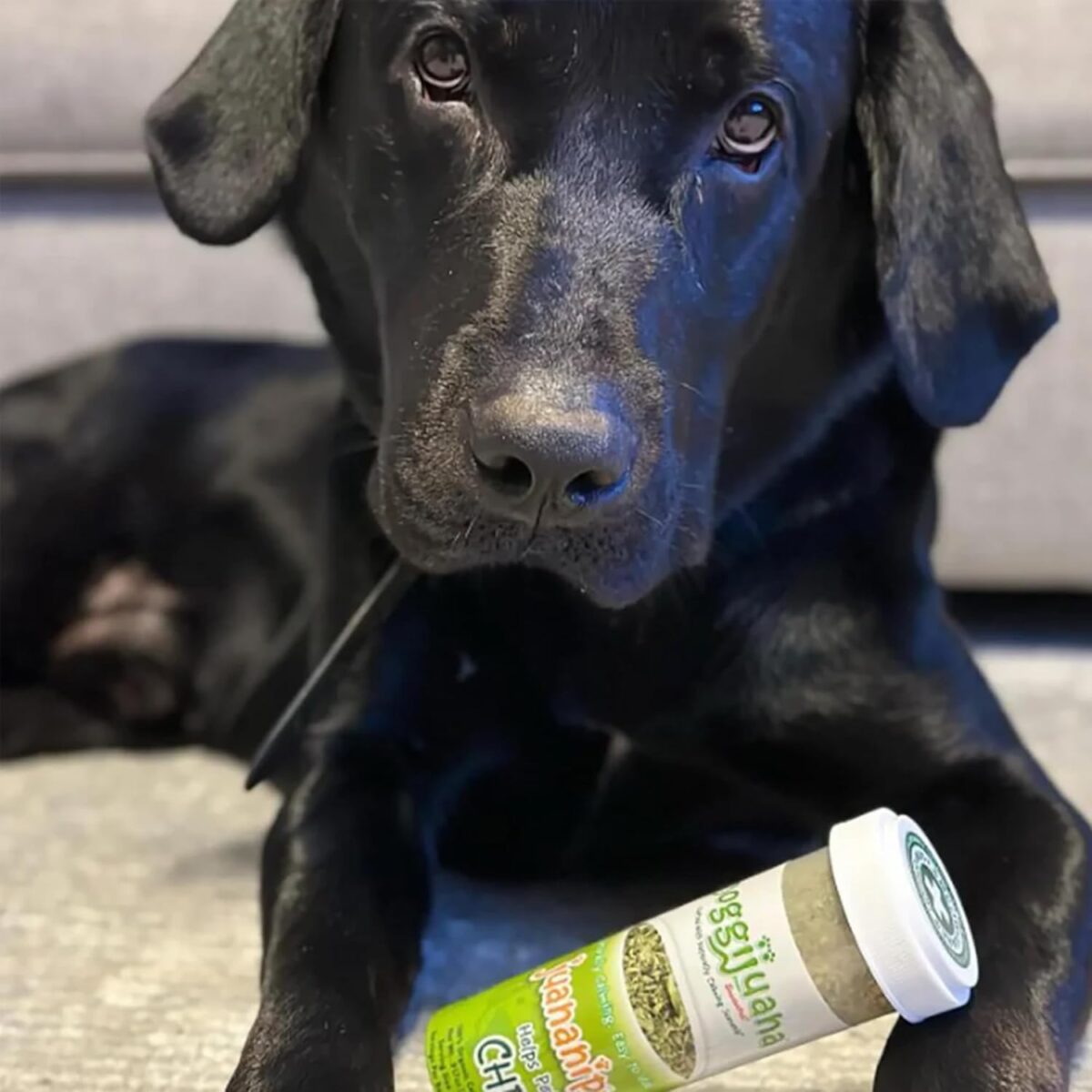Doggijuana Juananip™ Refill Bottle for Dogs - Image 7