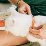 Wondercide Flea & Tick Collar for Cats One Size - Peppermint Scent - Image 2