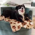 ETHICAL/SPOT Snuggler Blanket Bone and Pawprints Cream - Image 5