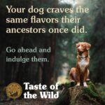 Taste of the Wild Sierra Mountain Roasted Lamb Dog Food - Image 5