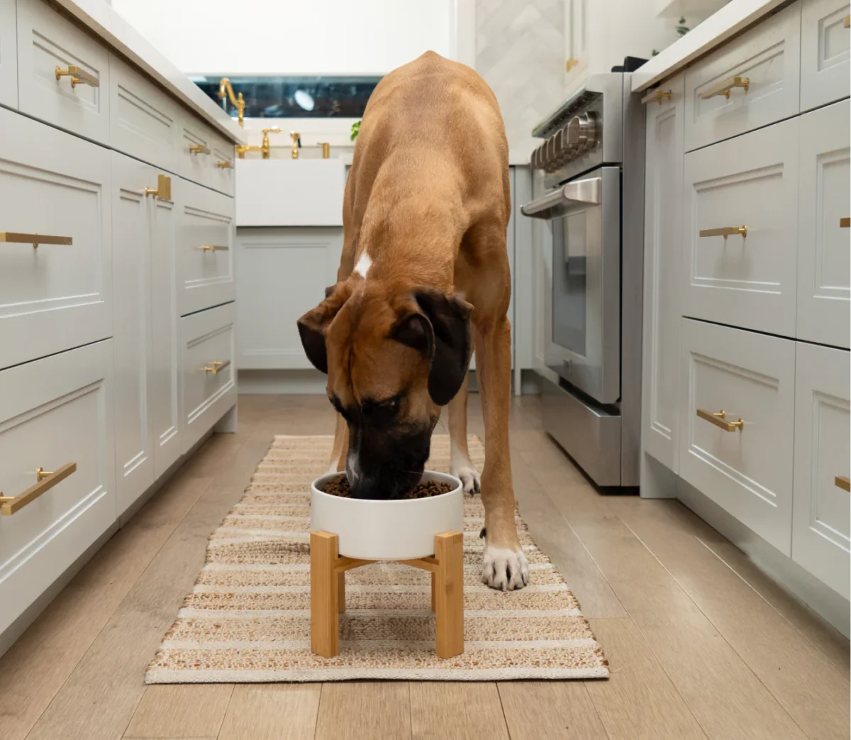 Open Farm Goodbowl™ Grass-Fed Beef & Brown Rice Dog Kibble - Image 6