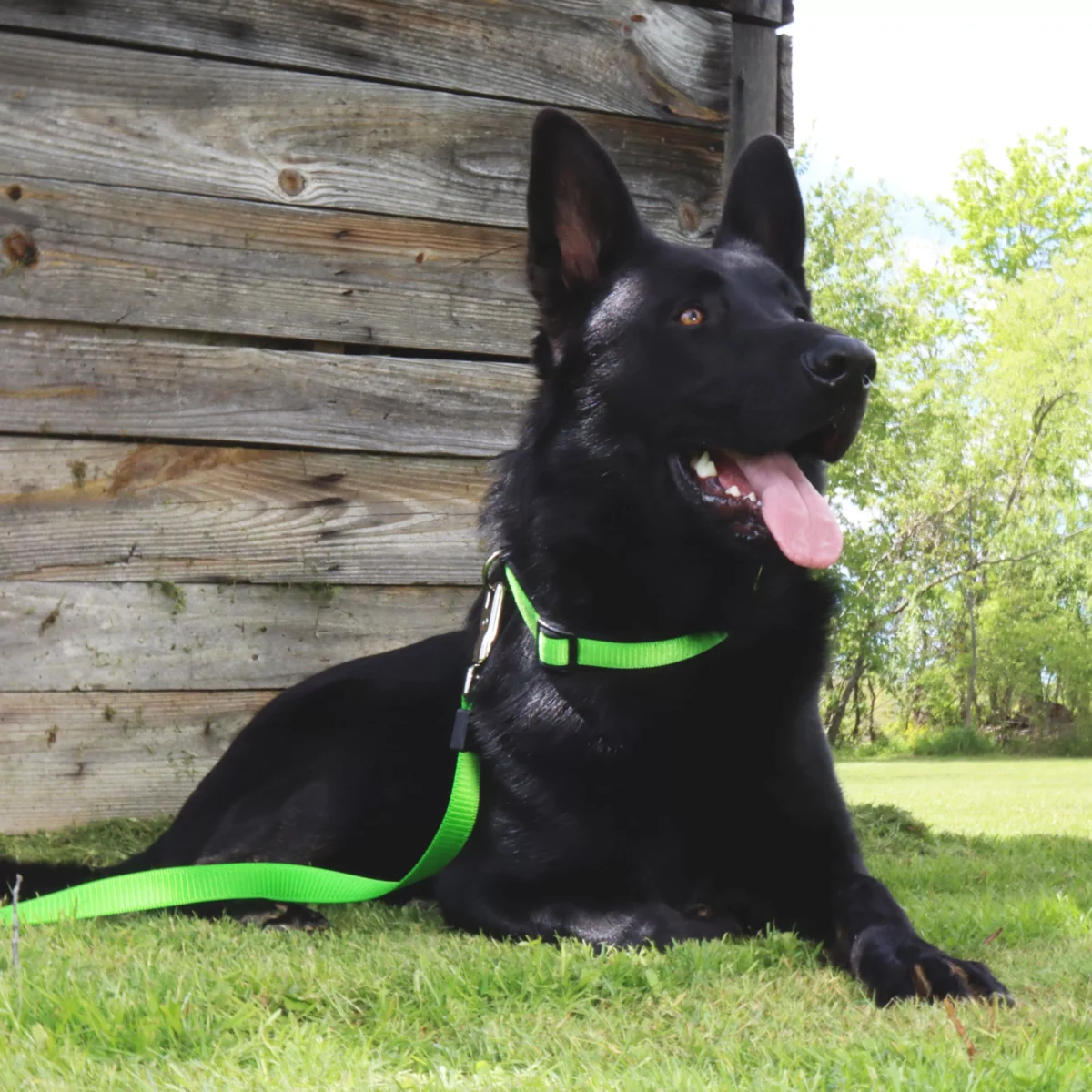 Inspire Adjustable Dog Collar Green - Image 7