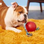 Jolly Pet Romp-n-Roll - Image 4