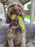 Fly and Fetch Fish Dog Toy - Image 2