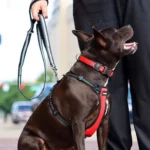Inspire Adjustable Dog Collar Red - Image 3