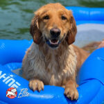 Fromm Zealambder™ Recipe Dog Food - Image 9
