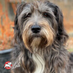 Fromm Zealambder™ Recipe Dog Food - Image 10