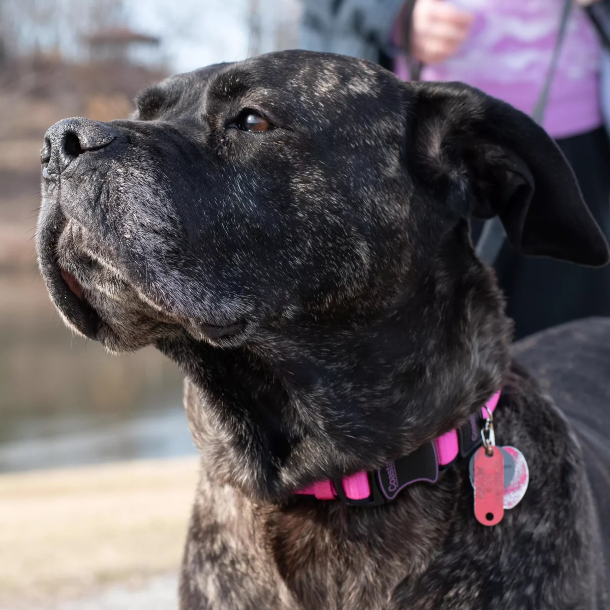 Inspire Adjustable Dog Collar Pink - Image 3