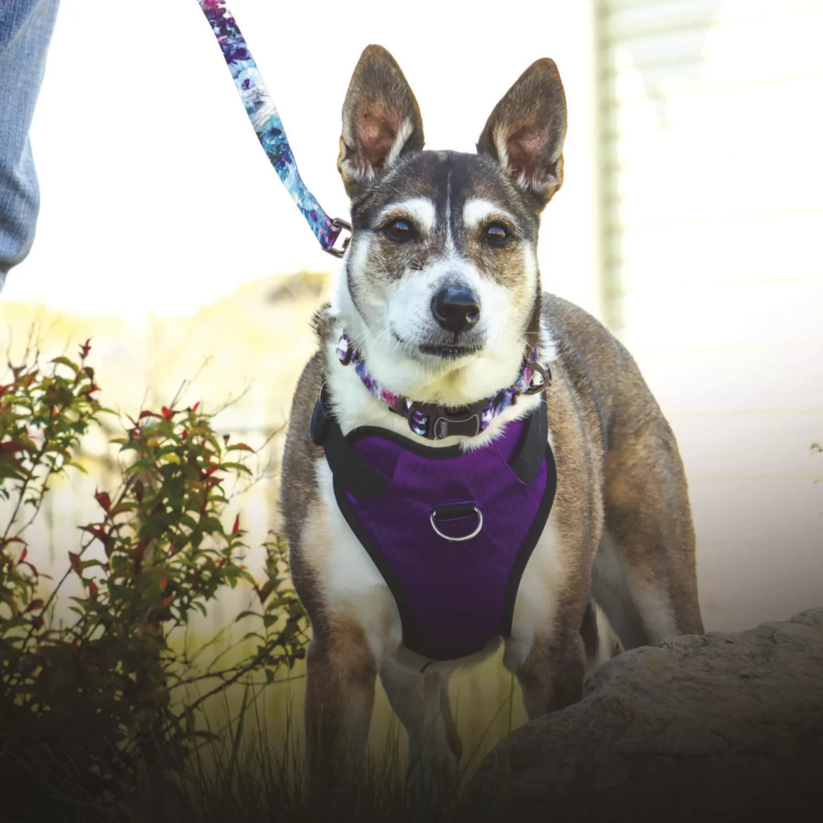 Rainy Day Floral Inspire Adjustable Fashion Dog Collar - Image 3