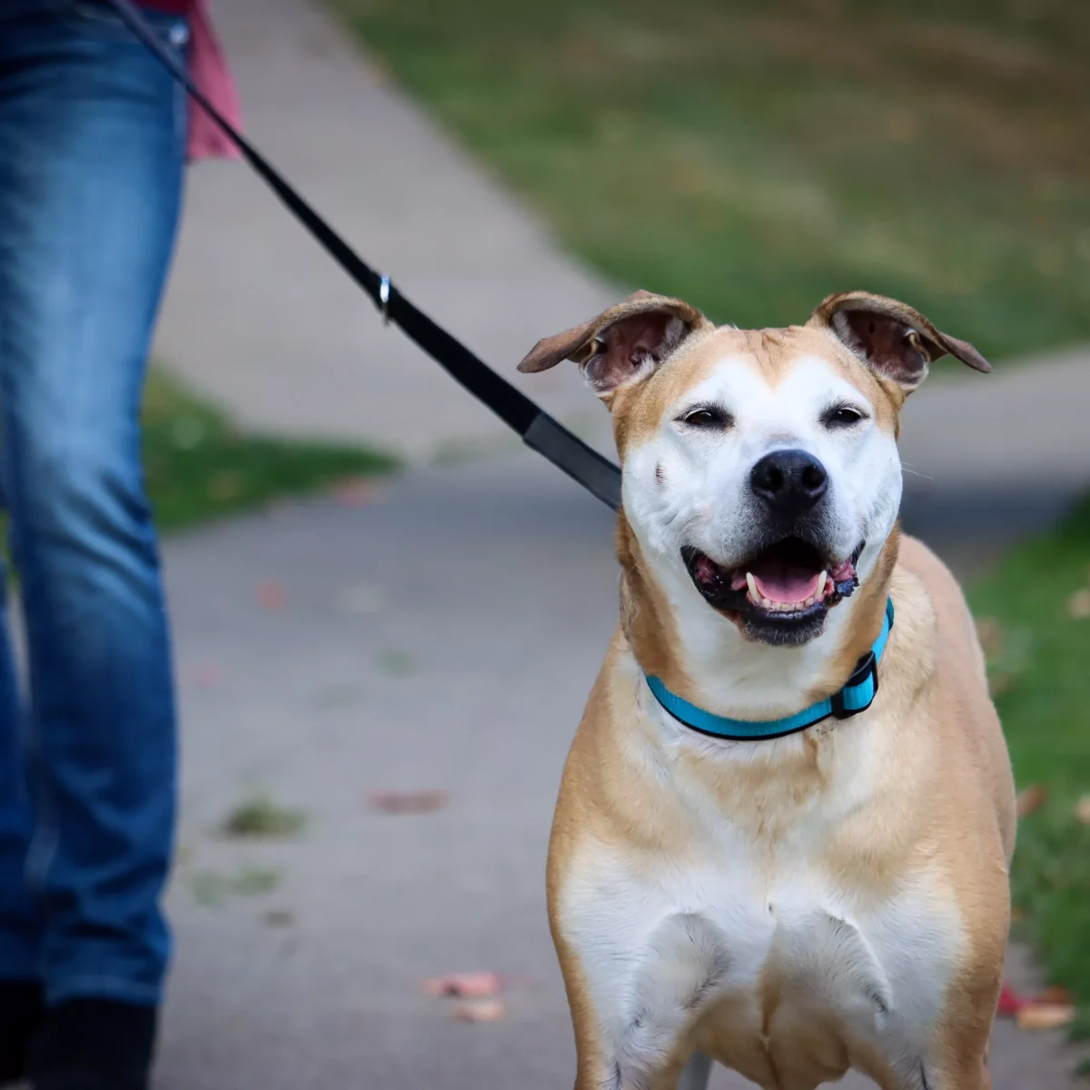 Inspire Adjustable Dog Collar Aqua - Image 3