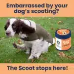 Scoot Stop - Anal Gland Support Chews for Dogs - Image 2