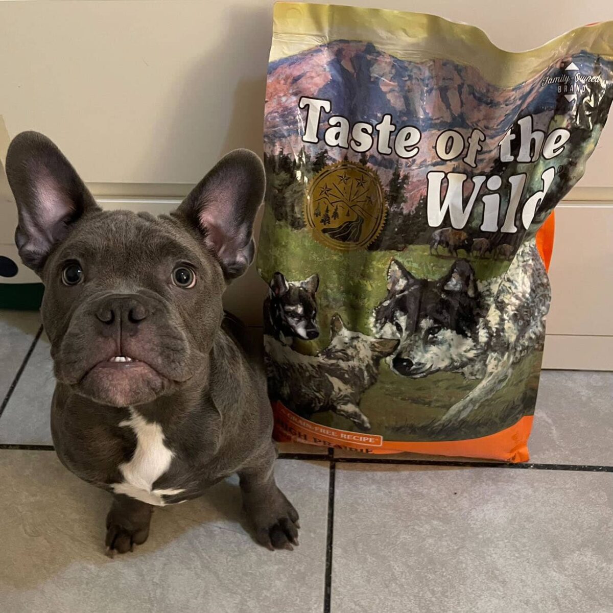 Taste of the Wild High Prairie Puppy Recipe with Roasted Bison & Roasted Venison - Image 9