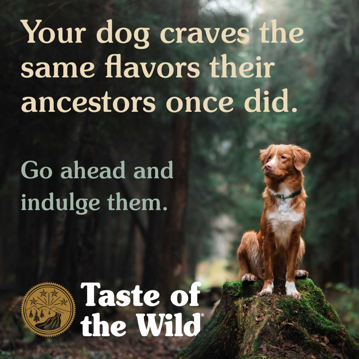 Taste of the Wild High Prairie Puppy Recipe with Roasted Bison & Roasted Venison - Image 6