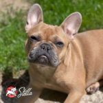 Small Breed Adult Gold Dog Food - Image 9