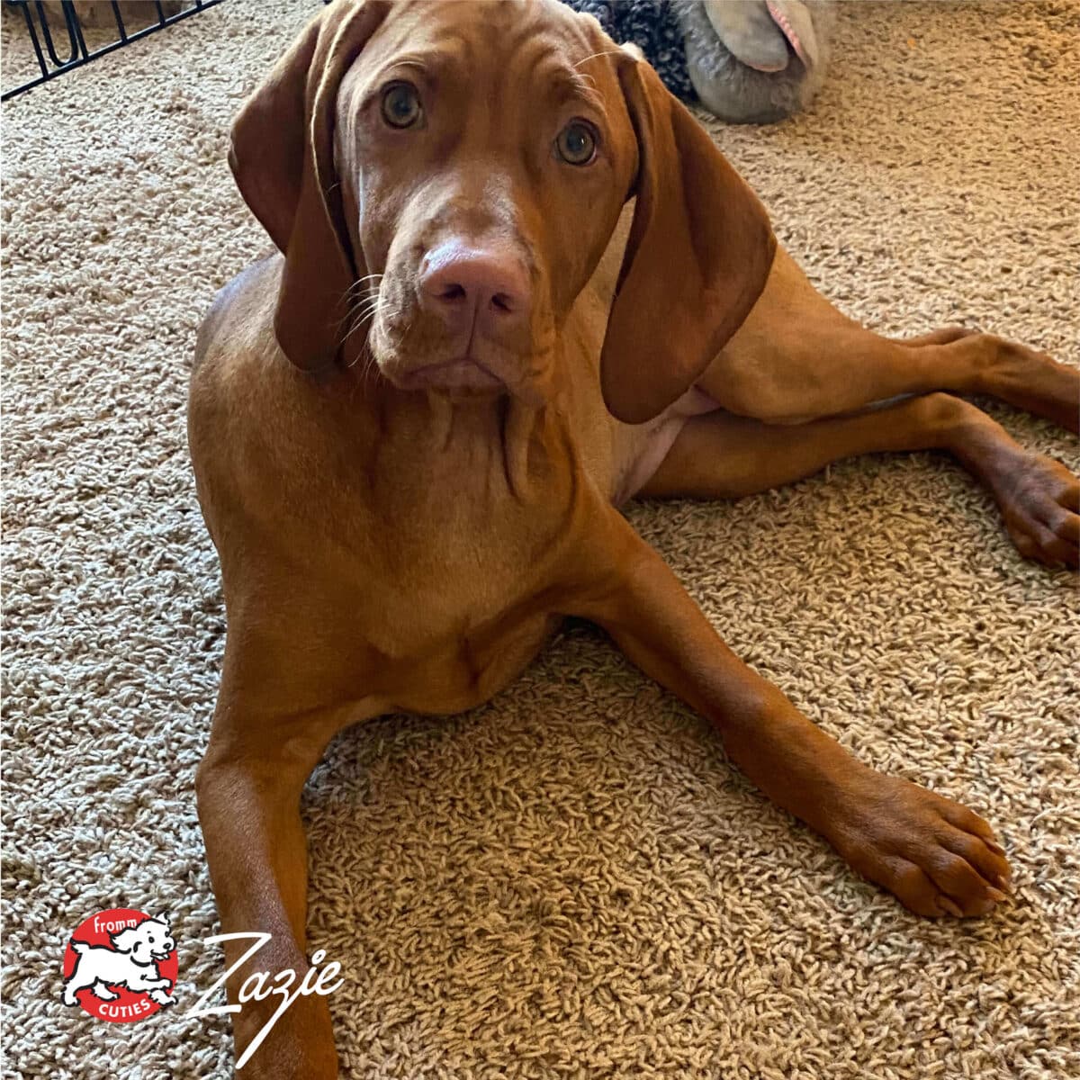 Fromm Large Breed Puppy Gold - Image 10