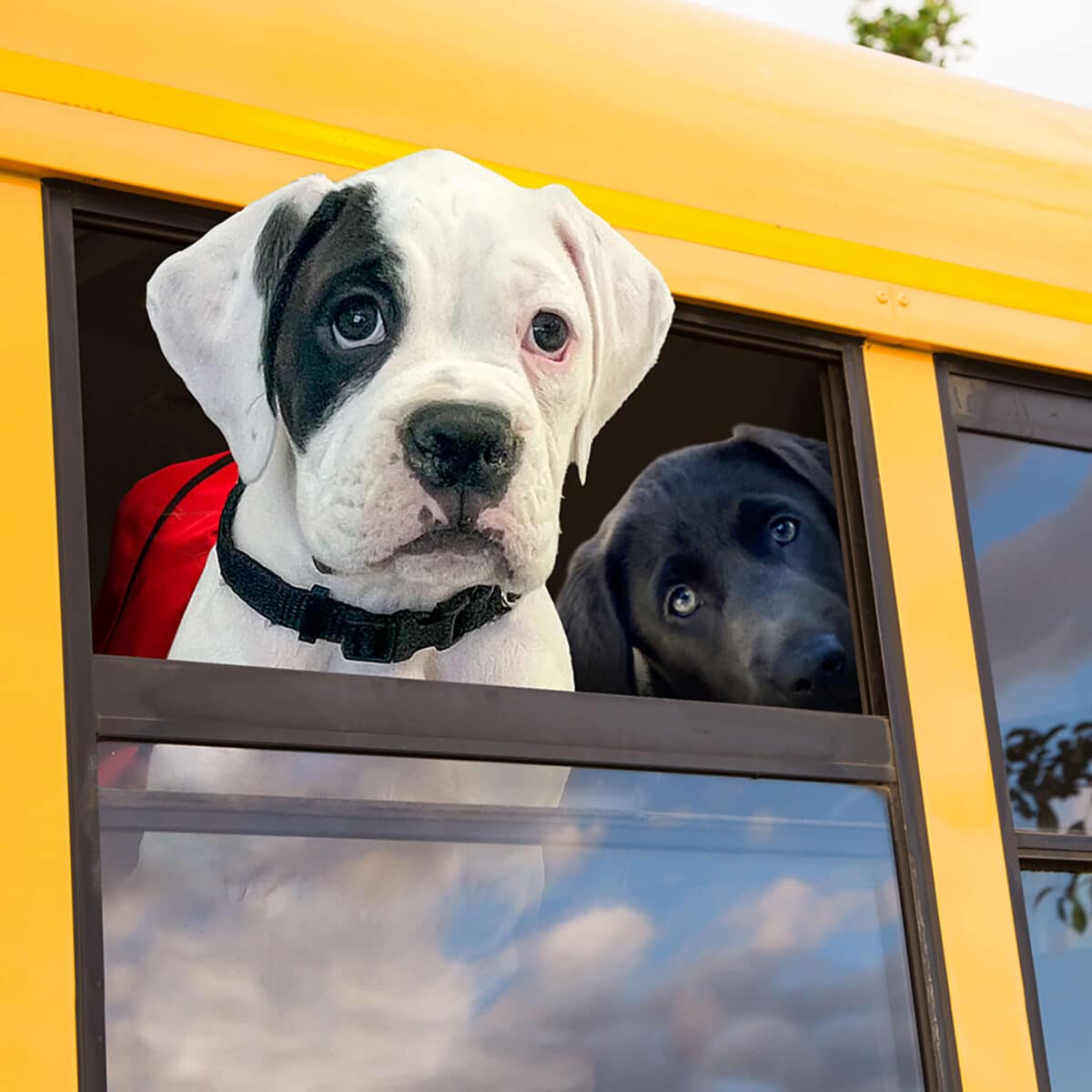Puppy Gold Dog Food - Image 2