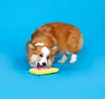 Bark Toaster Poodle Plush Dog Toy - Image 3
