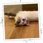 Meowijuana Get Smoked Fish Cat Toy - Image 6