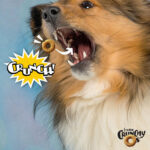 Fromm Crunchy Os Blueberry Blasts Flavor Dog Treats - Image 2
