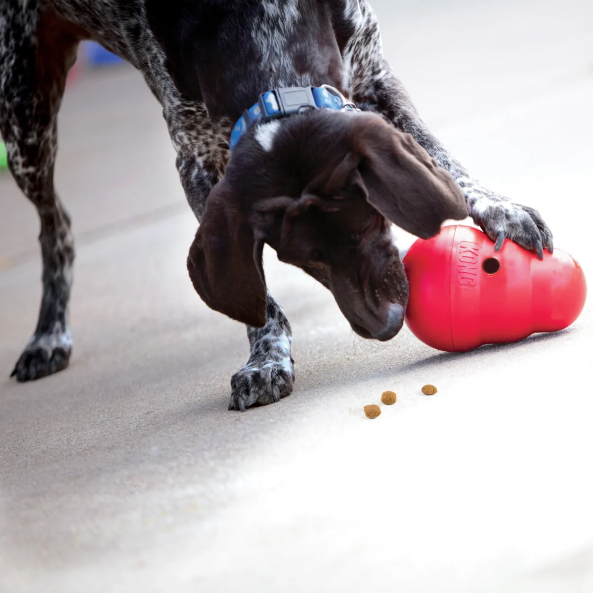 Kong Wobbler - Image 2