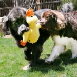 Kong Comfort Jumbo Duck - Image 6