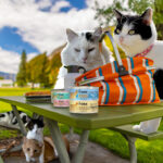 Gold Kitten Chicken & Duck Pâté Wet Cat Food - Image 8