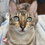 Fromm Cat Healthy Weight Gold 4# - Image 3