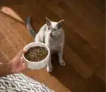 Chicken & Turkey Grain-Free Kitten Kibble - Image 4
