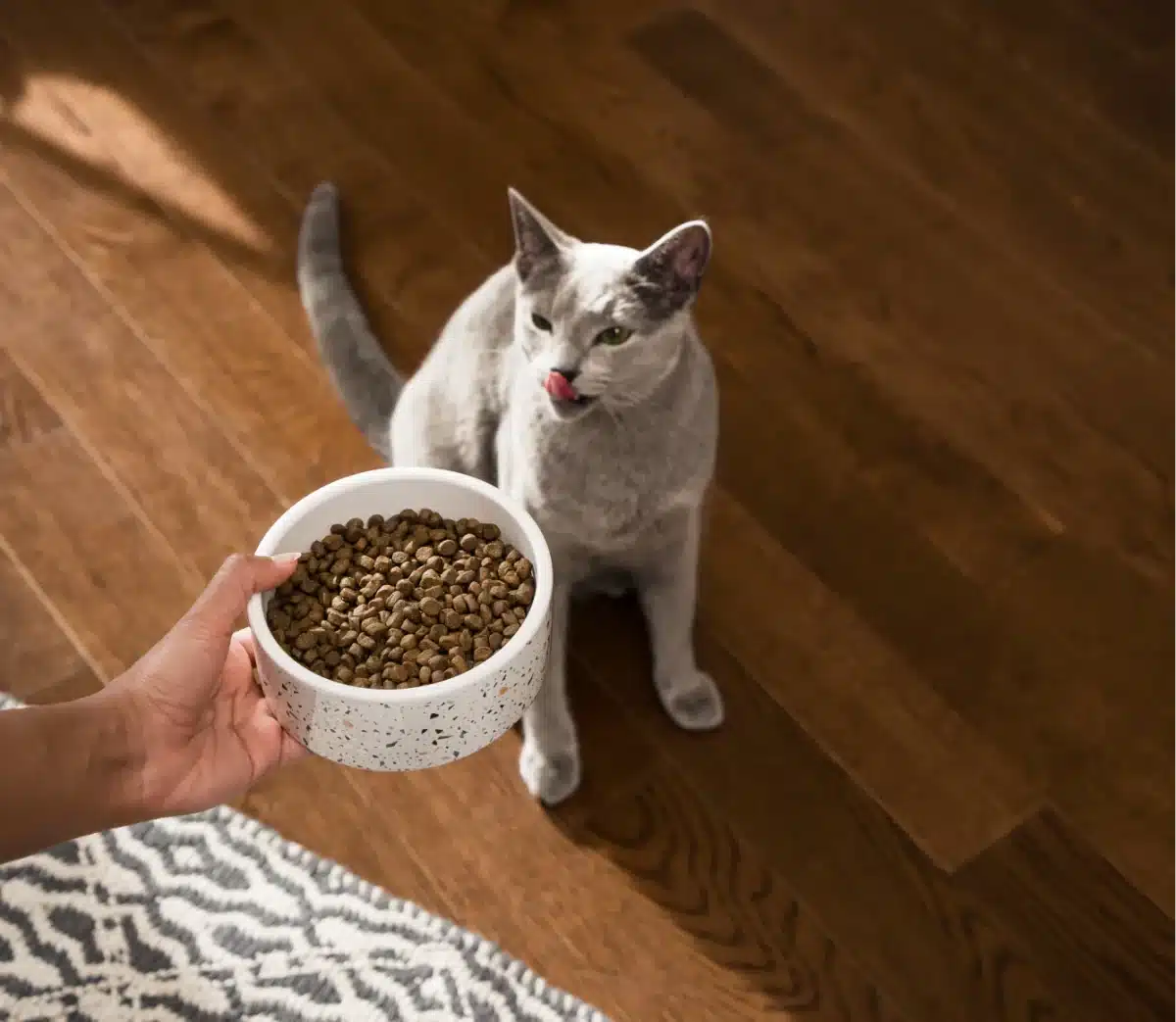 Wild-Caught Salmon Grain-Free Cat Kibble - Image 4