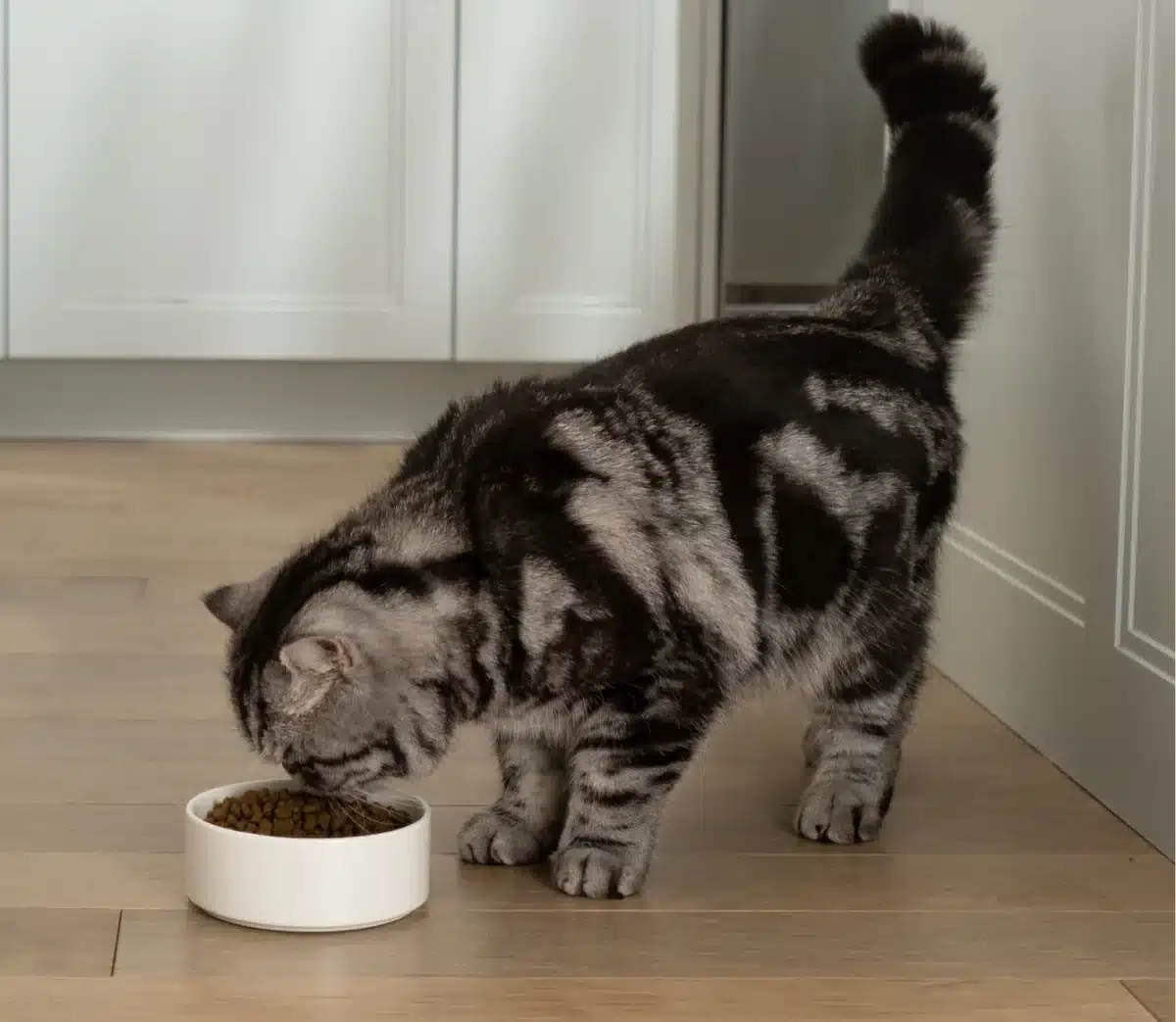 Goodbowl™ Wild-Caught Salmon & Brown Rice Cat Kibble - Image 5