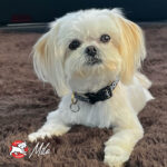 Four-Star Rancherosa® Dry Dog Food - Image 9