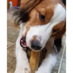 Yeti Yak Cheese Dog Chew Coconut Flavor Large Size - Image 3