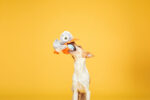 Big Bill & Beak-A-Boo Fish - Image 2