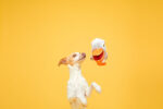 Big Bill & Beak-A-Boo Fish - Image 3