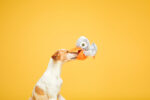 Big Bill & Beak-A-Boo Fish - Image 5