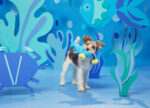 Hammerin’ Hank the Shark - Image 4