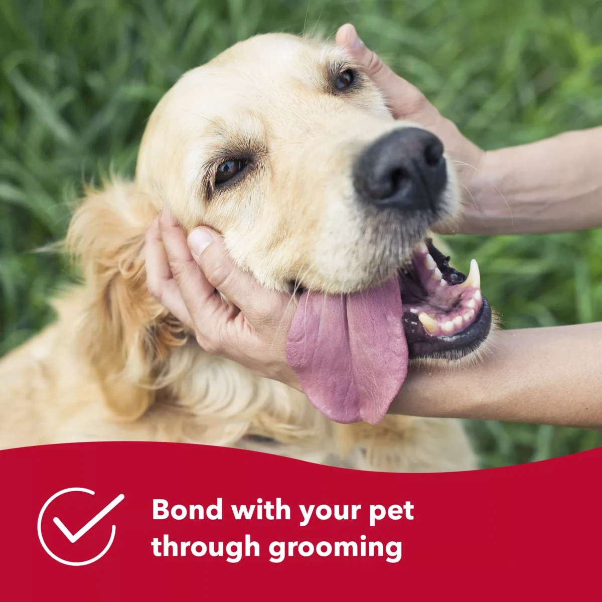 Soft Tip Curry Brush for Dogs - Image 6