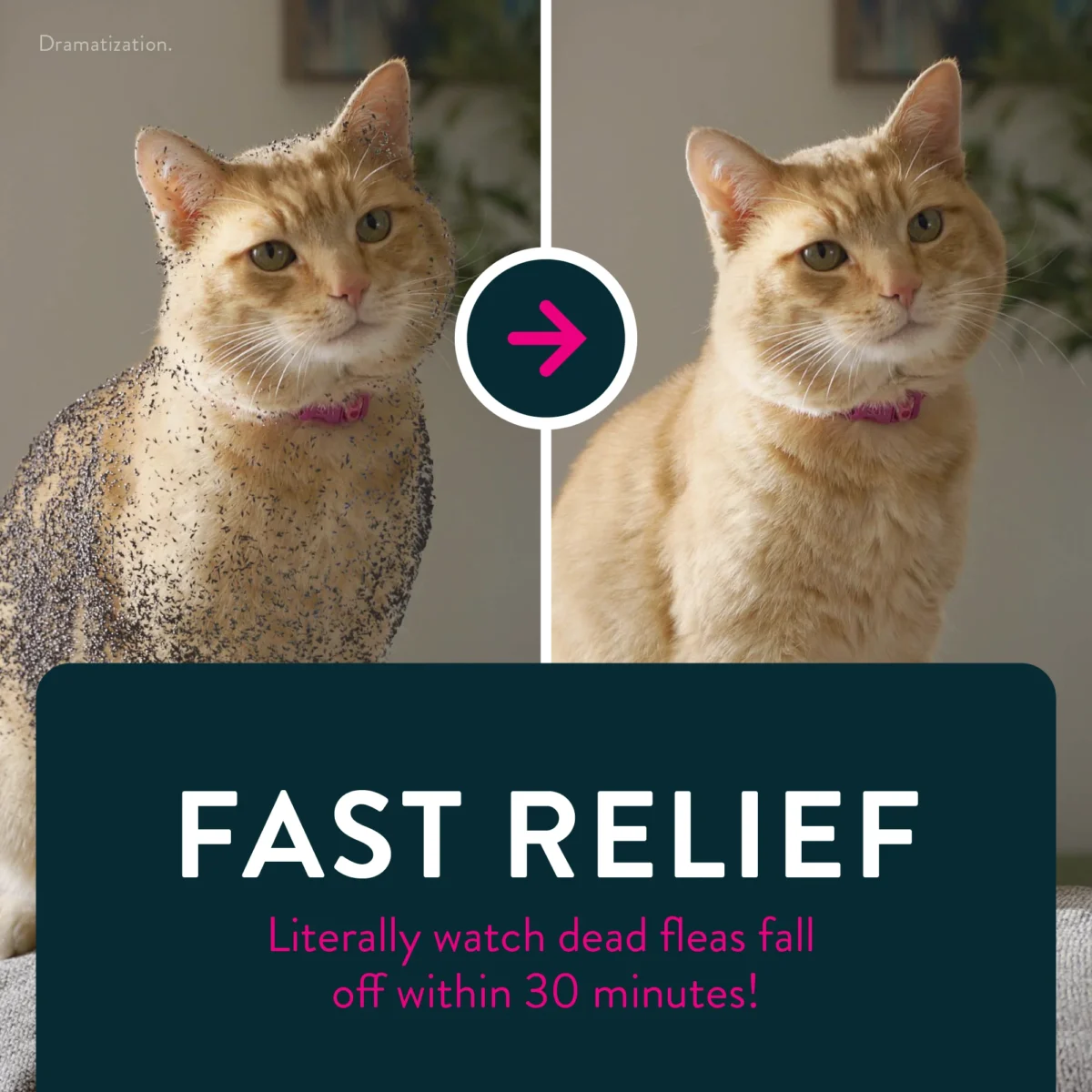 CAPSTAR® (nitenpyram) Oral Flea Treatment for Cats - 6 Doses - Image 6